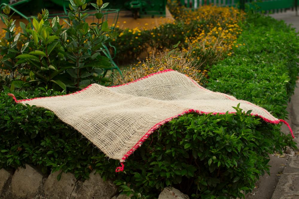 Peel (Bulk of 100 Units)