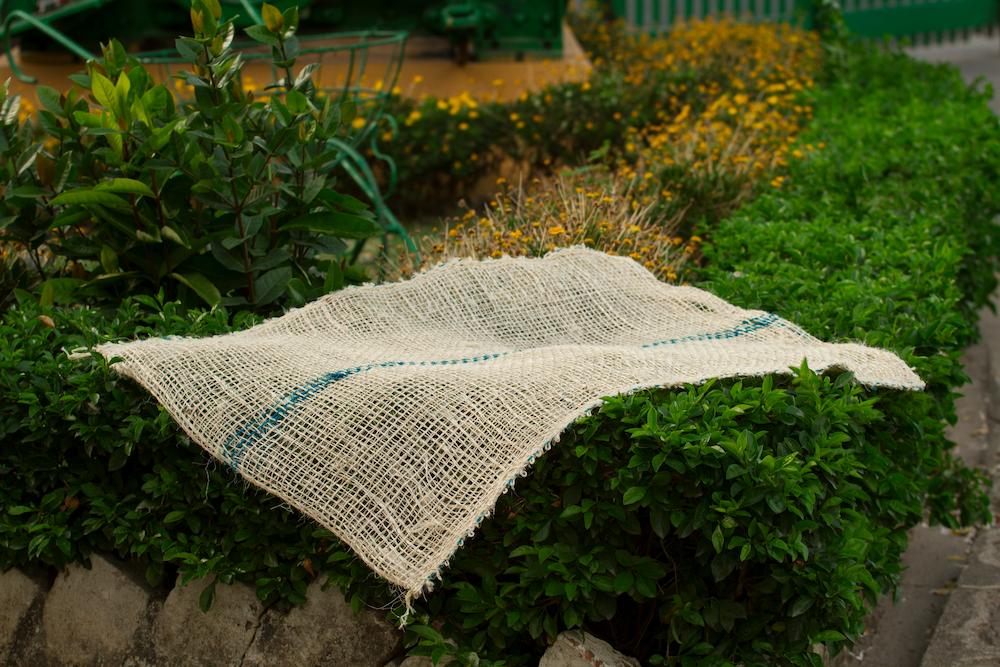 Common Potato (Bulk of 160 units) 